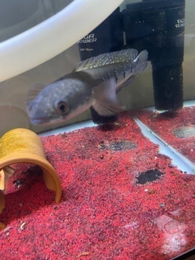 ブルーマルリウス スネークヘッド