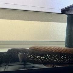 熱帯魚　コウタイ
