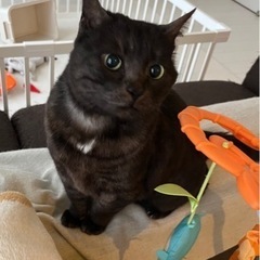 美系の黒猫です。