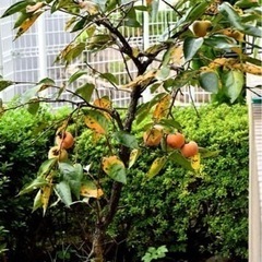 柿の苗木、譲って下さい。（鉢植え）