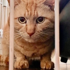 茶トラ 1歳前後 雄♂