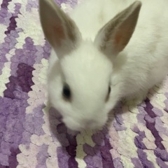 うさぎ🐰明日、4月17日お引き取り可能な方