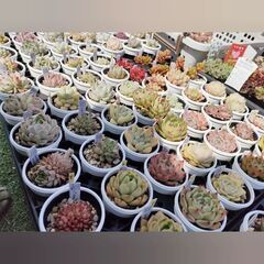 多肉植物・リメ鉢リメ缶・ハンドメイド布小物販売