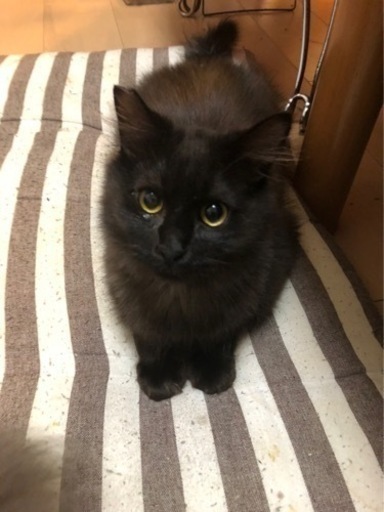 空猫✈️シリーズ❣️ペルシャMIX長毛種❣️黒猫エメラルドグリーンの