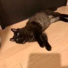 【期間限定値下げ】 名入れ 猫 はみ出しスクゥエア型 　猫　長毛種　黒 黒猫柄 レディース ショート丈ソックス 3足セット 日本製