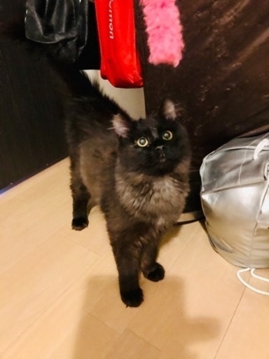 空猫✈️シリーズ❣️ペルシャMIX長毛種❣️黒猫エメラルドグリーンの