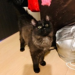 【期間限定値下げ】 名入れ 猫 はみ出しスクゥエア型 　猫　長毛種　黒 黒猫柄 レディース ショート丈ソックス 3足セット 日本製