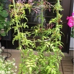 🪴【羽衣ジャスミン】植物　植木　苗の画像