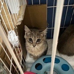 空猫✈️シリーズ❣️ゴージャス魅惑的な長毛エジプシャンマウMIX...