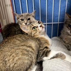 空猫✈️シリーズ❣️ゴージャス魅惑的なエジプシャンマウMIXの王...