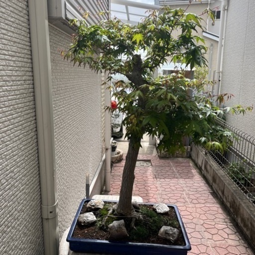 盆栽　50年