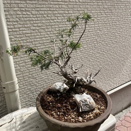 盆栽　2