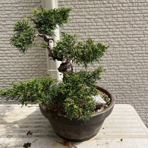 盆栽5
