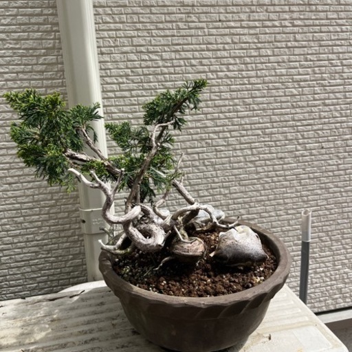 盆栽　6