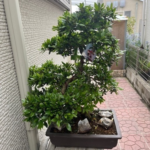 盆栽　8