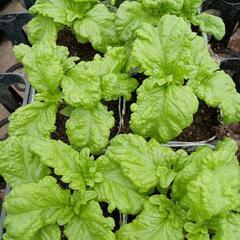 野菜苗バジル(変り種)