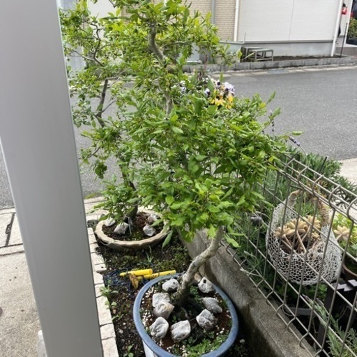 かき盆栽　1