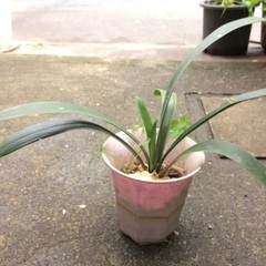 クンシランの苗　鉢付
