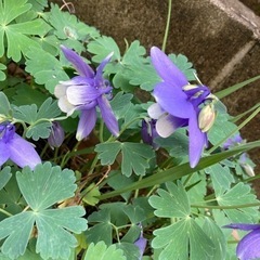 オダマキの苗差し上げますの画像