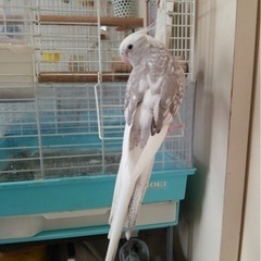 《お取引終了》鳥かご インコ 【中古】ケージHOEI00402 オカメインコ ケージ 大きめ アーチの画像