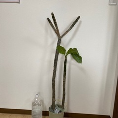 プルメリア苗　♪ 南国の花　♪ 育ててみませんか