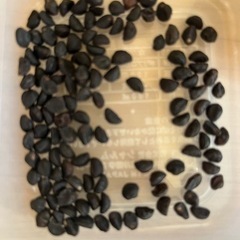 朝顔の種