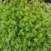 ランキングキーワードに紐づく投稿画像-多肉植物