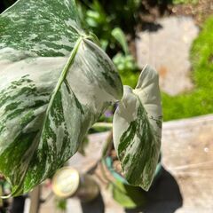 訳あり（観葉植物）斑入り　モンステラの画像