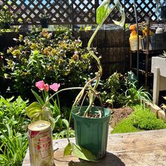 訳あり（観葉植物）斑入り　モンステラの画像