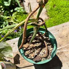 訳あり（観葉植物）斑入り　モンステラの画像