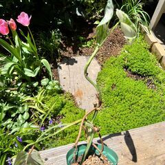 訳あり（観葉植物）斑入り　モンステラの画像