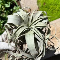 （観葉植物）チランジア：キセログラフィカの画像