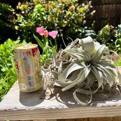 （観葉植物）チランジア：キセログラフィカ