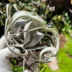 （観葉植物）チランジア：キセログラフィカの画像