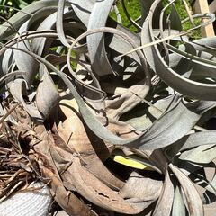 （観葉植物）チランジア：キセログラフィカの画像