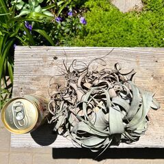 （観葉植物）チランジア：キセログラフィカの画像