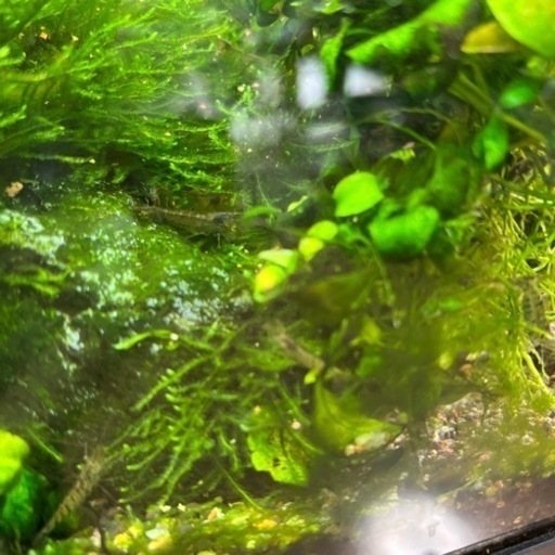水槽ごとお願いします。（商談中