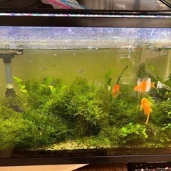水槽ごとお願いします。（商談中