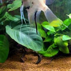 熱帯魚（エンゼルフィッシュ）
