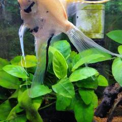 熱帯魚（エンゼルフィッシュ）の画像
