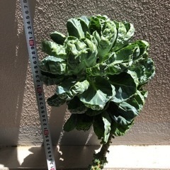 観葉植物風 芽キャベツ (4/20位迄)の画像