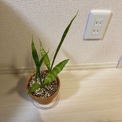 サンスベリア　鉢、受け皿込み