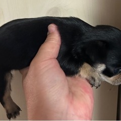 お値下げ！超特選級のスムチーの男の子！ - ペット