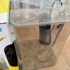 メダカの水槽の画像