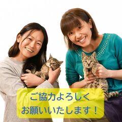 【募集】🌳🐈ネコのお世話ボランティア🐈🌳