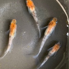 三色　めだか　2ペア【お取引中】