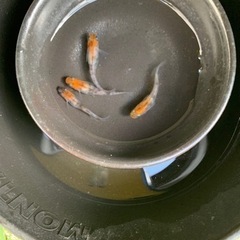 三色　めだか　2ペア【お取引中】の画像
