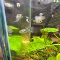 ブルーグラスグッピー　ペア🐟の画像