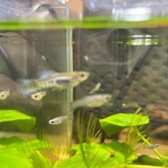 ブルーグラスグッピー　ペア🐟の画像