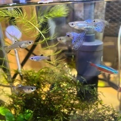 ブルーグラスグッピー　ペア🐟の画像